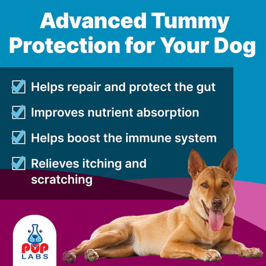 Transform Your Dog’s Health, Unleash Their Joy!